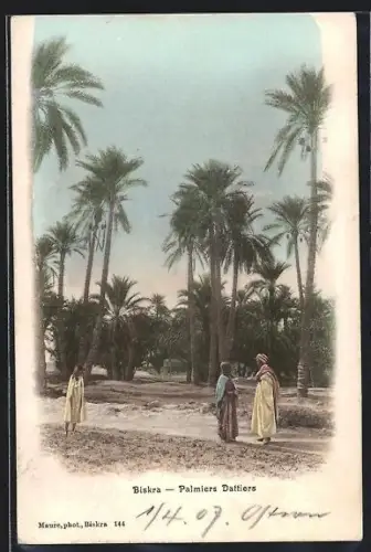 AK Biskra, Palmiers Dattiers