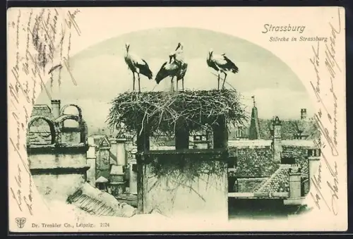 AK Strassburg, Storchennest