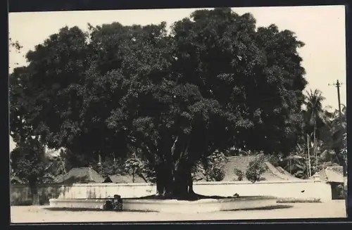 Foto-AK Jakarta, Waringin tree