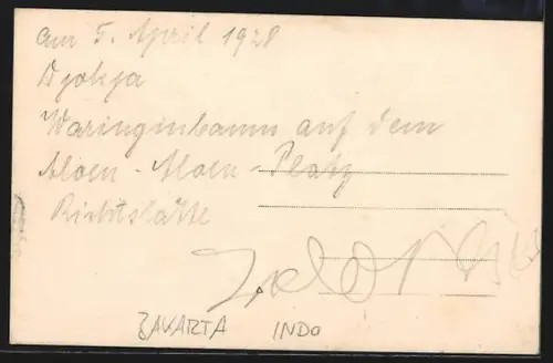 Foto-AK Jakarta, Waringin tree