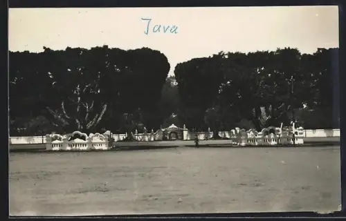 Foto-AK Jakarta, Waringin tree