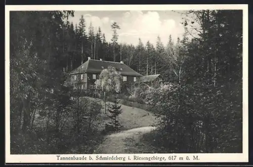 AK Tannenbaude b. Schmiedeberg /Riesengebirge, Blick aus dem Wald