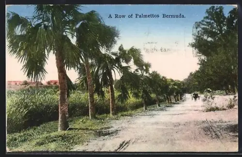 AK Bermuda, A Row of Palmettos