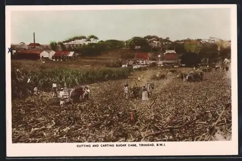 AK Trinidad, Cutting and Carting Sugar Cane