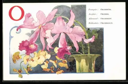 AK Buchstabe O, gelbe und rosa Orchideen