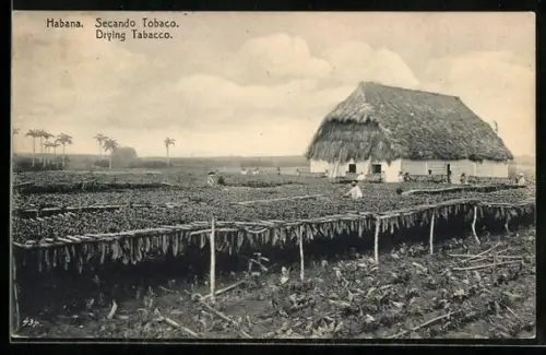 AK Habana, Drying Tobacco, Tabak