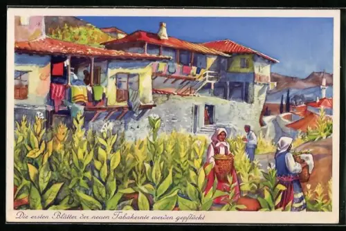 Künstler-AK Melnik, Die ersten Blätter der Tabakernte werden gepflückt