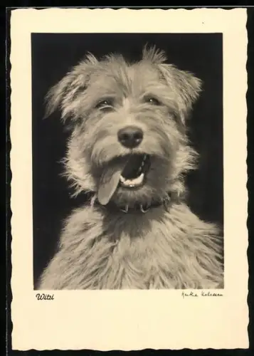 AK Terrier mit offenem Maul und Halsband