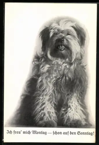 AK Russischer Steppenhund mit fluffigem Fell, Ich freu` mich Montag- schon auf den Sonntag