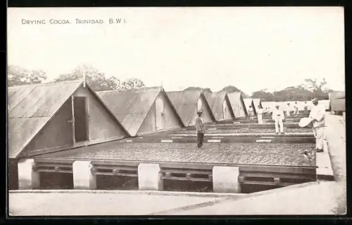 AK Trinidad /B. W. I., Drying Cocoa