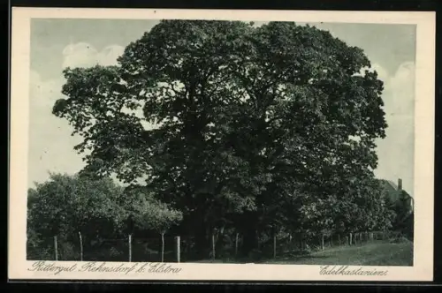 AK Rehnsdorf, Blick auf Edelkastanien