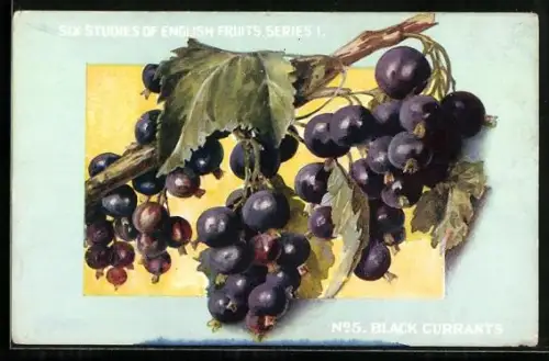 AK Schwarze Johannisbeeren am Zweig, Reklame für Chivers` Jams, Jellies, Canned Fruits