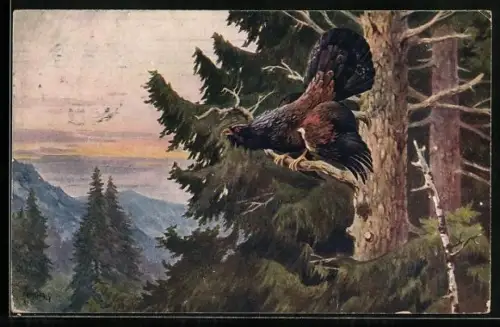 AK Auerhahn sitzt auf einem Ast und ruft über die Landschaft