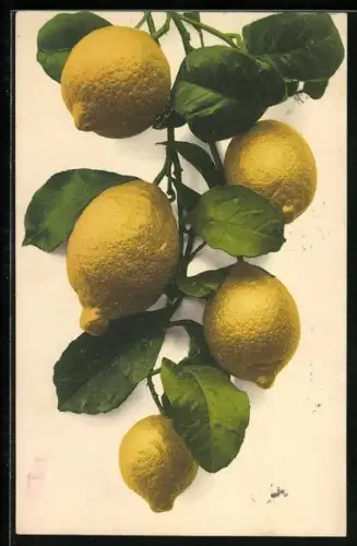 AK Zweig mit fünf Zitronen
