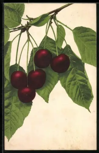 AK Serie: Obst, Kirschen