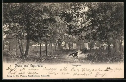 AK Neustrelitz, Rehe im Thiergarten
