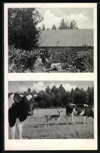 AK Wilsede /Schneverdingen, Gasthaus Pension Milch- und Kaffeewirtschaft, Inh. L. Sievers, Kühe und Reh auf der Weide