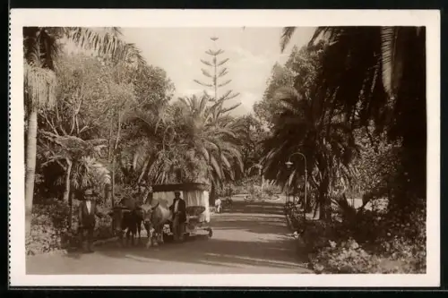 AK Madeira, Entrada para o Casino Pavao