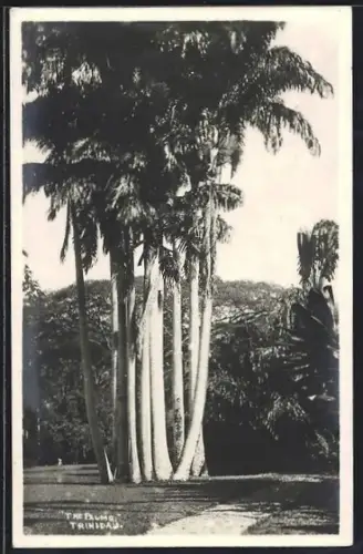 AK Trinidad, The Palms