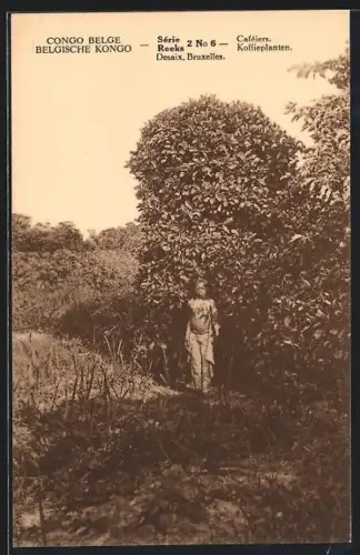 AK Belgische Kongo, Caféiers