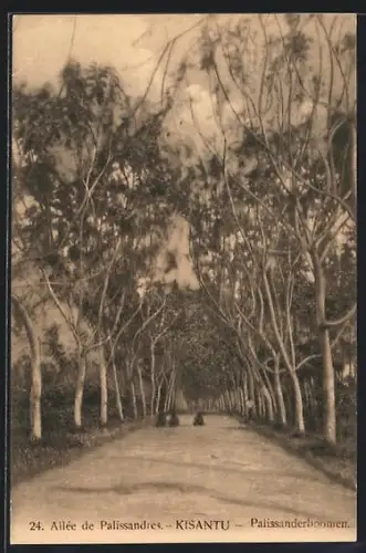 AK Kisantu, Allée de Palissandres