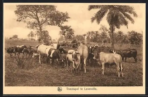 AK Lusanga, Veestapel te Leverville