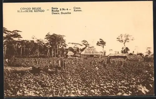 AK Congo, Coton