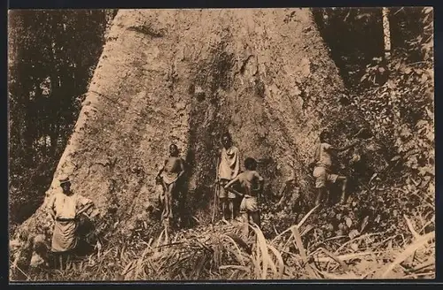 AK Mpala, Un arbre géant