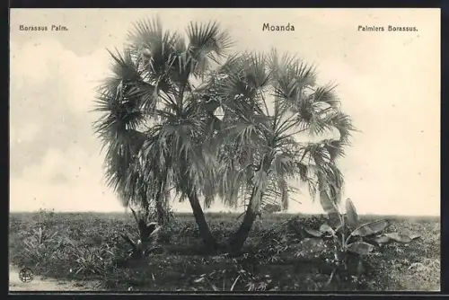 AK Moanda, Palmiers Borassus