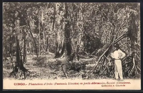AK Congo, Plantations d`Irehs en forêts débroussées