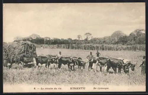 AK Kisantu, La récolte du riz