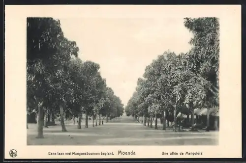 AK Moanda, Une allée de Manguiers