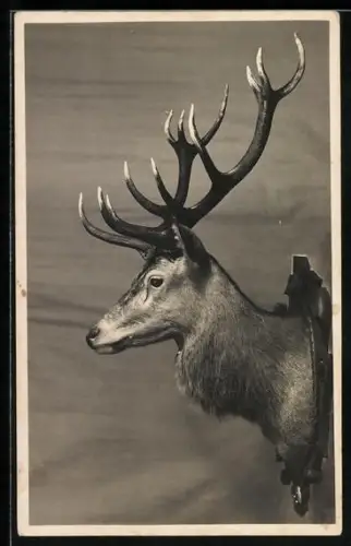 AK St. Gallen, Spezial-Atelier für künstlerische Tierpräparation Stefan Dorizzi, Bruggwaldstrasse 14, Jagd