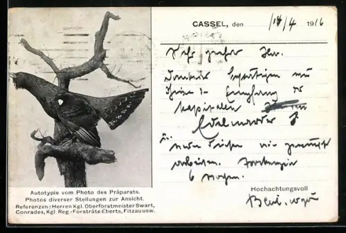 AK Cassel, Bleil & Wögerer, Kunstanstalt für Dermoplastik, Jagd