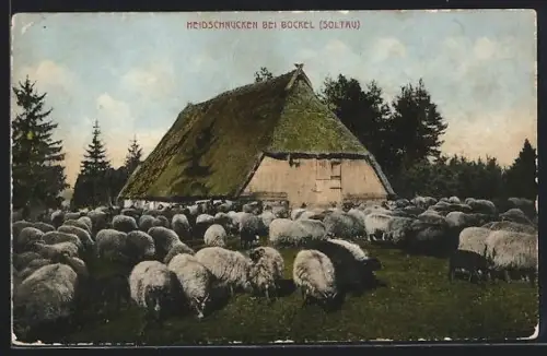 AK Bockel /Soltau, Heidschnucken, Schafe