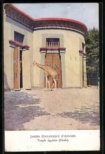 AK Antwerpen, Zoologischer Garten, Giraffenhaus
