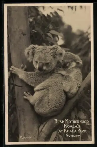 AK Sydney, Koalas im Koala-Park