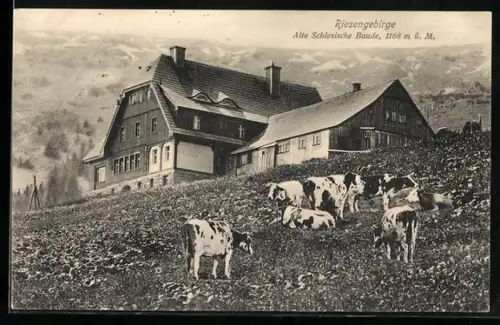 AK Alte Schlesische Baude, Kühe vor der Baude