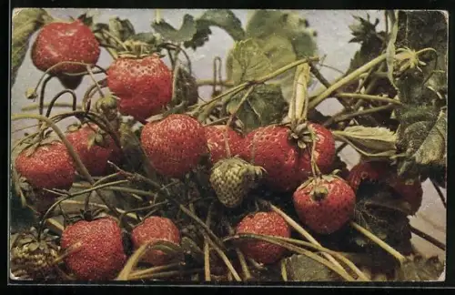 AK Erdbeeren am Busch, Obst