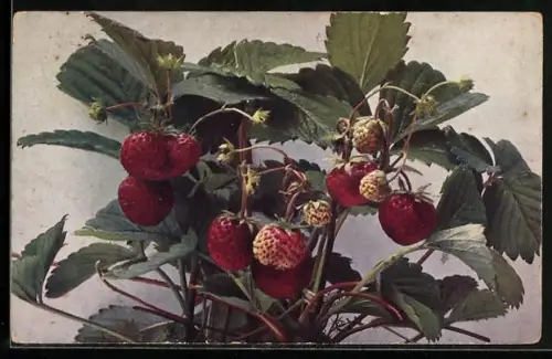AK Garten-Erdbeere, Fragaria elatior hybrida