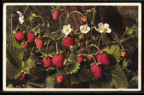 Foto-AK Emanuel Gyger: Fragaria vesca - Walderdbeere