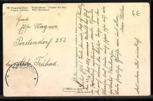 Foto-AK Emanuel Gyger: Fragaria vesca - Walderdbeere