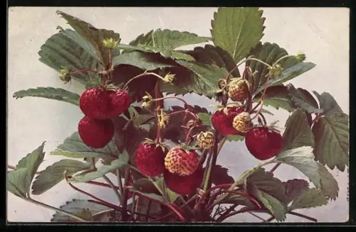 AK Gartenerdbeere, Fragaria elatior hybrida