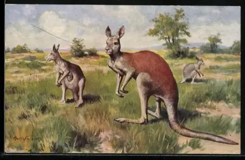 Künstler-AK Ad. Hoffmann: Känguruhs in freier Wildbahn