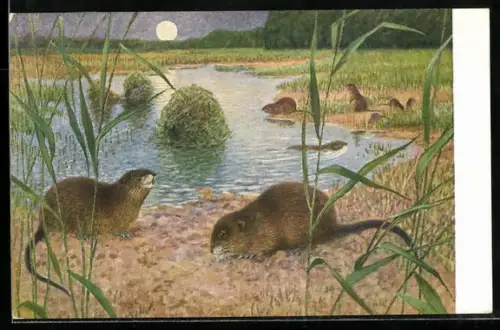 AK Bisamratten am Seeufer, mit Bau
