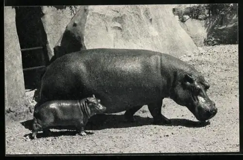 AK Nilpferd mit Junges