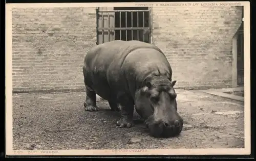 AK Nilpferd im Gehege, Hippopotamus