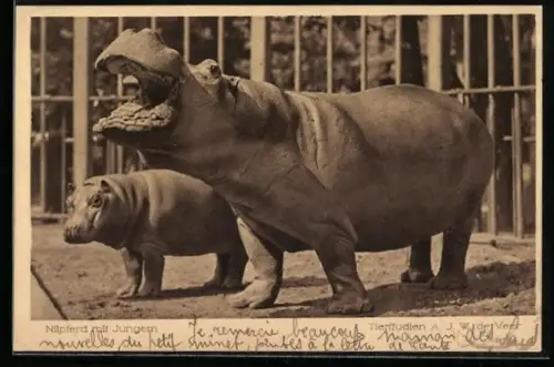 AK Köln, Zoologischer Garten, Nilpferd mit Jungem