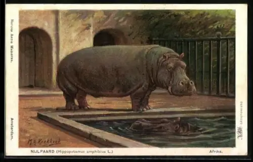 AK Afrika, Nijlpaard, Hippopotamus amphibius L., Nilpferd