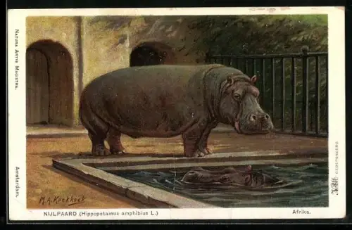 AK Afrika, Nijlpaard, Hippopotamus amphibius L., Nilpferd